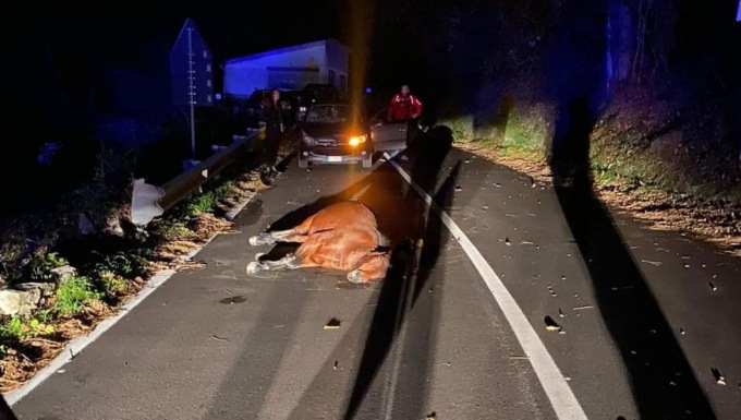 Cavallo morto dopo lo scontro con un’auto: “Istituzioni e politici i responsabili”