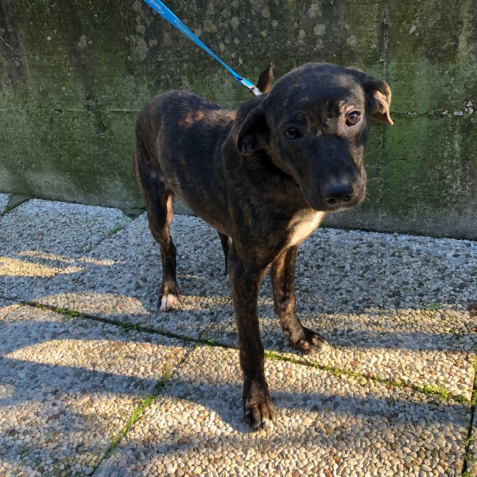 Cuccioli cercano casa