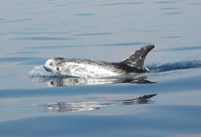 Oggi in Lega Navale si parla di cetacei e non solo