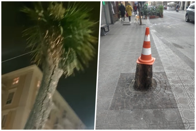 Abbattuto l’albero pericolante in centro a Chiavari dopo la video-segnalazione