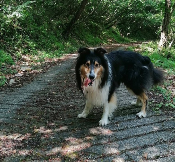 Chi l’ha visto? Aiutateci a ritrovare Ronnie, smarrito a Sampierdicanne