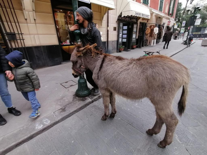 Un asino in giro per le vie di Chiavari