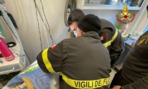 Rimane incastrato nello scarico del lavandino, bulldog salvato dai vigili del fuoco