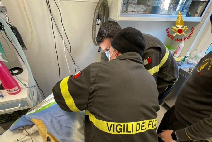 Rimane incastrato nello scarico del lavandino, bulldog salvato dai vigili del fuoco