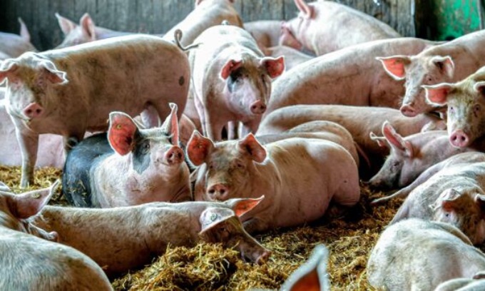 Regione convoca task force per la peste suina