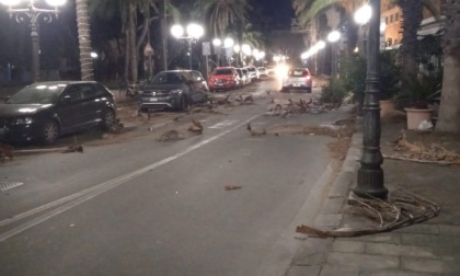 Vento forte con alberi e rami caduti nella notte