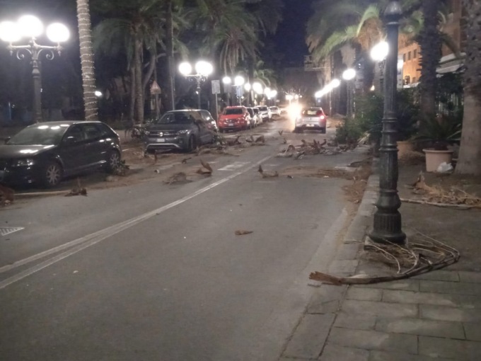 Vento forte con alberi e rami caduti nella notte