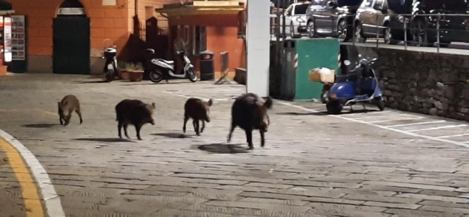 Sabato sera mondano per una famiglia di cinghiali