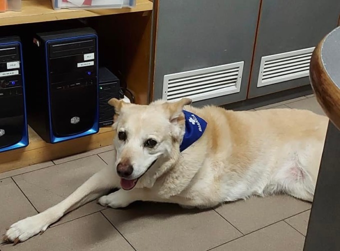 Addio Bianca, fedele mascotte della Croce Bianca Rapallese