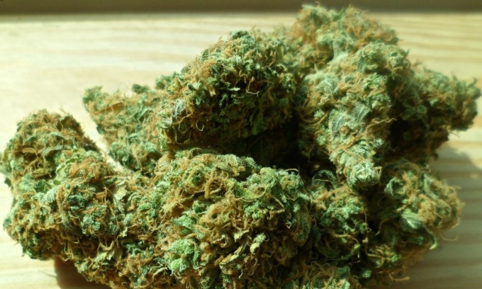 Regala piantine di cannabis legale: parroco dell’imperiese sospeso per un mese