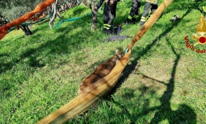 Capriolo incastrato con i palchi nella rete liberato dai Vigili del fuoco