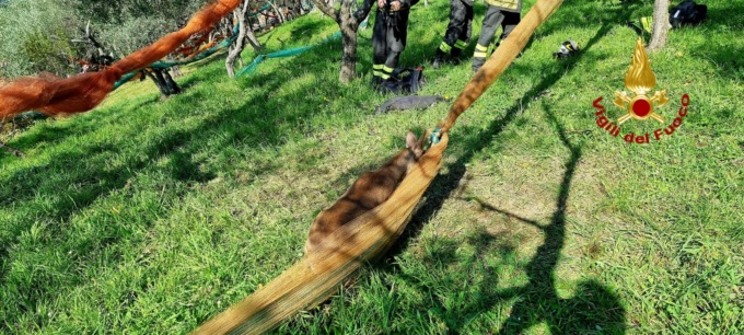 Capriolo incastrato con i palchi nella rete liberato dai Vigili del fuoco