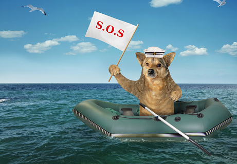 Si getta in acqua e salva un cane che stava annegando nel porto di Chiavari