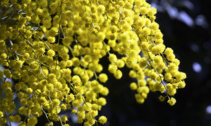 Sabato 13 marzo “Grande Fiera Festa della Donna”