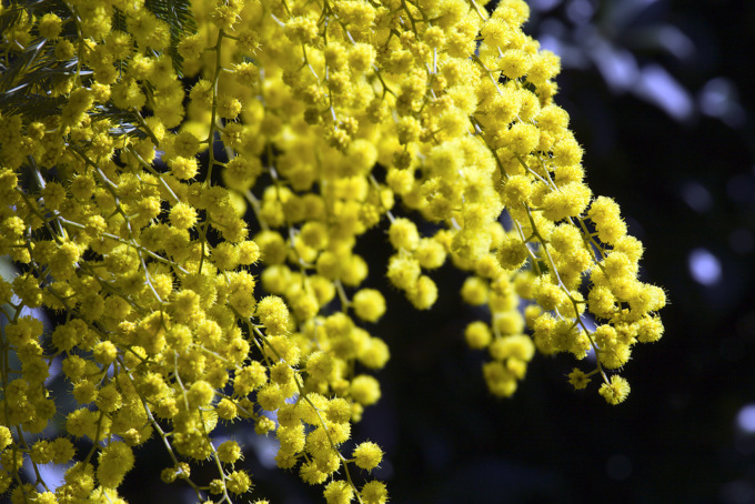 Sabato 13 marzo “Grande Fiera Festa della Donna”