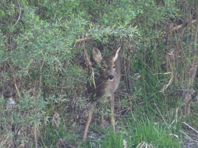 Nell’oasi dell’Entella, l’avvistamento: due bellissimi caprioli