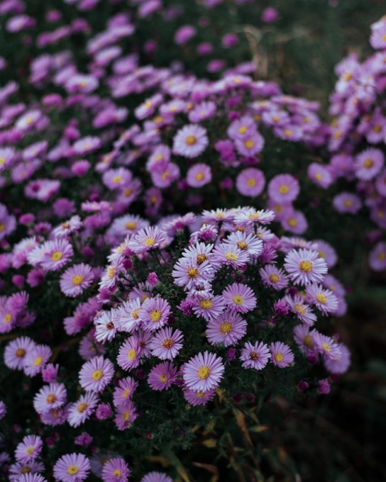 Promozione Euroflora 2022 per gli abbonati AMT