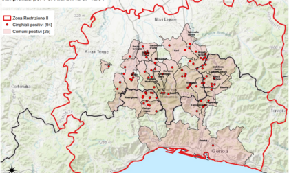 Peste suina, due nuovi casi in provincia di Genova