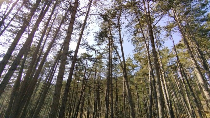 Dal PNNR 12 milioni di euro per piantumare 300mila piante