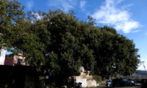 Il leccio di Santa Giulia dichiarato "albero monumentale"