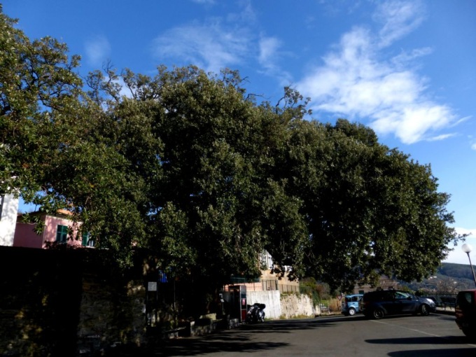 Il leccio di Santa Giulia dichiarato “albero monumentale”