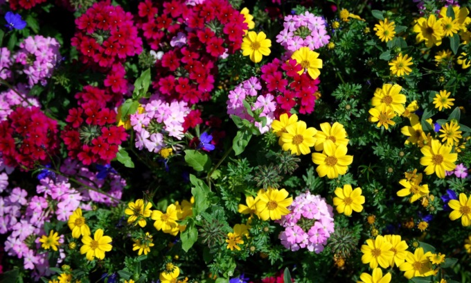 Concerto al vivaio per “Musica in fiore”