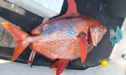 Pesce re di 43 kg catturato a Sestri Levante