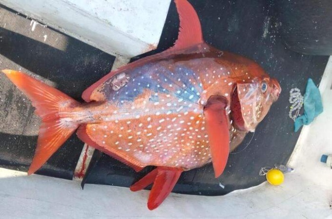 Pesce re di 43 kg catturato a Sestri Levante