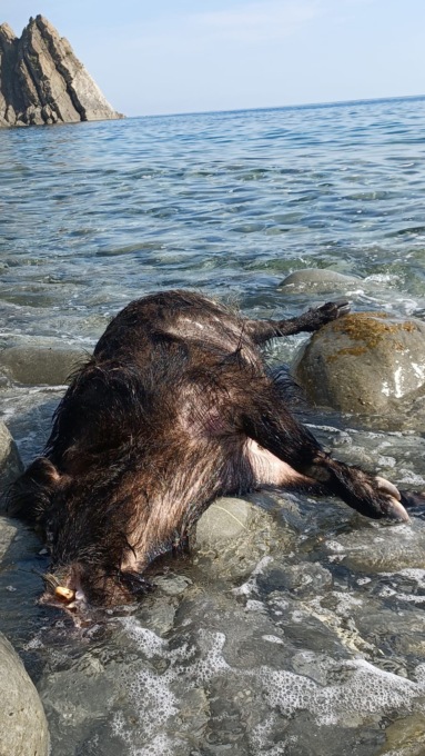 Cinghiale trovato morto in riva al mare