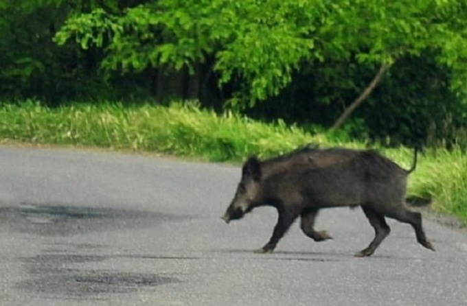 Peste suina, un nuovo caso a Varese Ligure