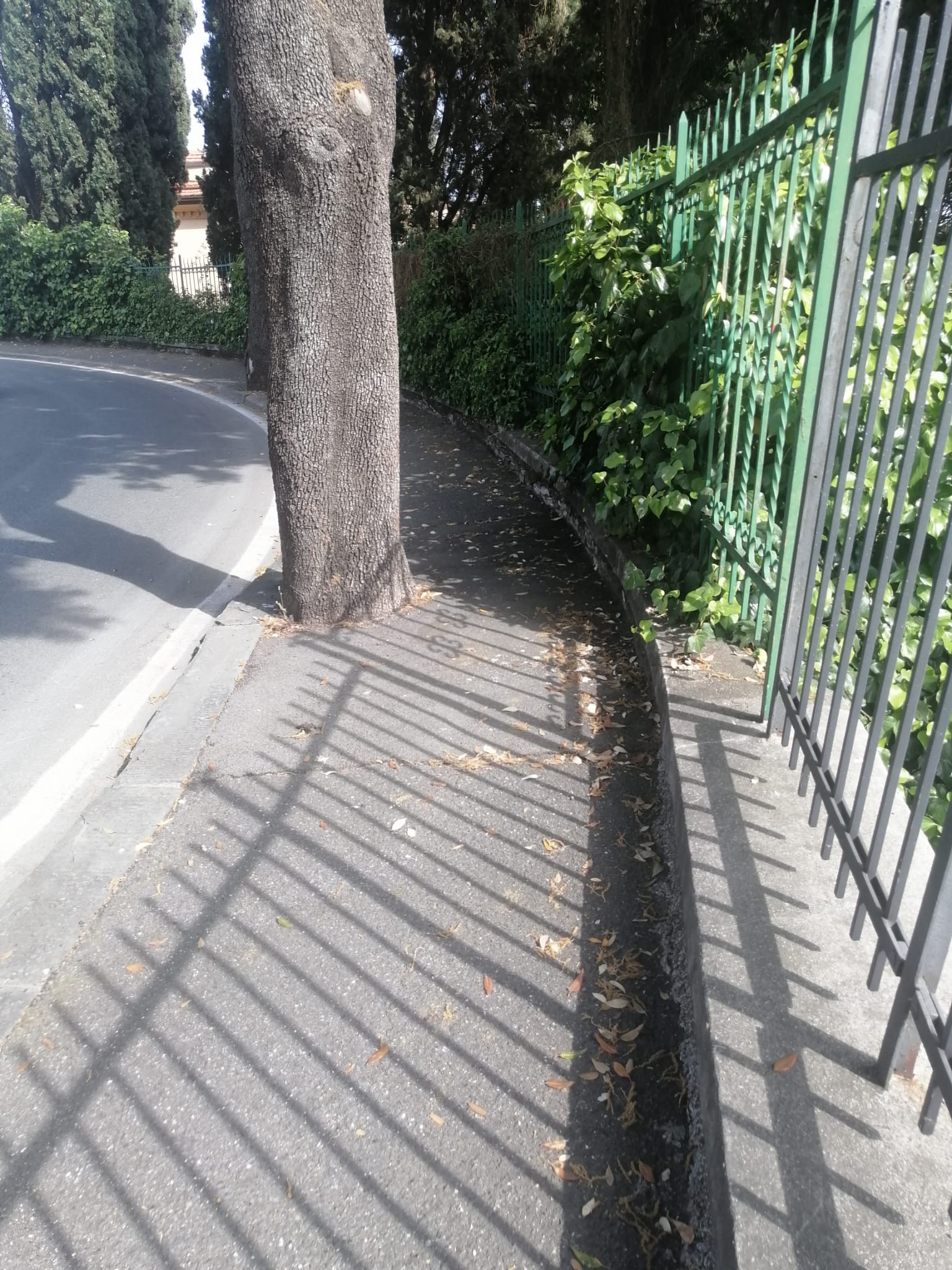 marciapiede con albero che ostruisce passaggio (circonvallazione 2)