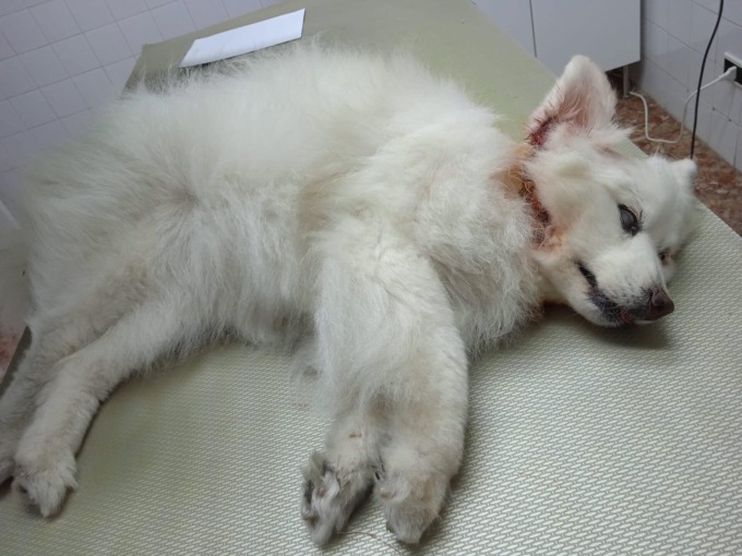 Cagnolina aggredita da due cani senza guinzaglio