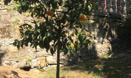 Torna in Liguria, dopo quasi 200 anni, a Villa Durazzo, un albero di Citrus aurantium console