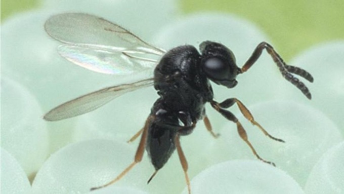 Nuovi rilasci della Vespa Samurai per contrastare la cimice asiatica