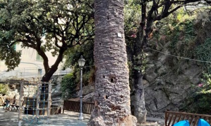 Censimento arboreo a Camogli