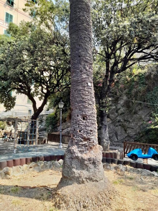 Censimento arboreo a Camogli