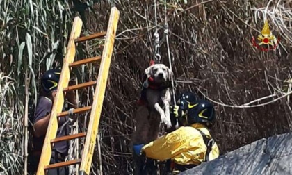 Cane cade in un canale, salvato dai Vigili del Fuoco