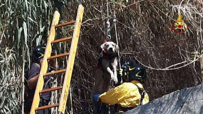 Cane cade in un canale, salvato dai Vigili del Fuoco