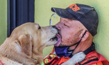 Mia, cane da salvataggio muore dopo la traversata a Porto Venere