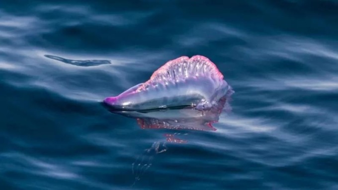 Avvistata sulla costa chiavarese la pericolosissima Caravella Portoghese