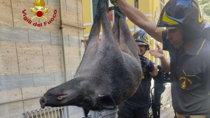 Cinghiale precipita in un’intercapedine, intervengono i vigili del fuoco