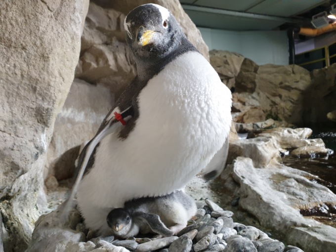 Sandra e Raimondo, Diana e Tyson neo genitori all’Acquario di Genova