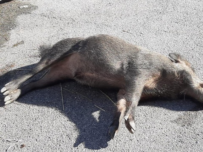 Auto investe cinghiale a Calvari