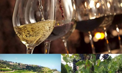 Agricoltura ligure, 228mila euro per la promozione del vino ligure