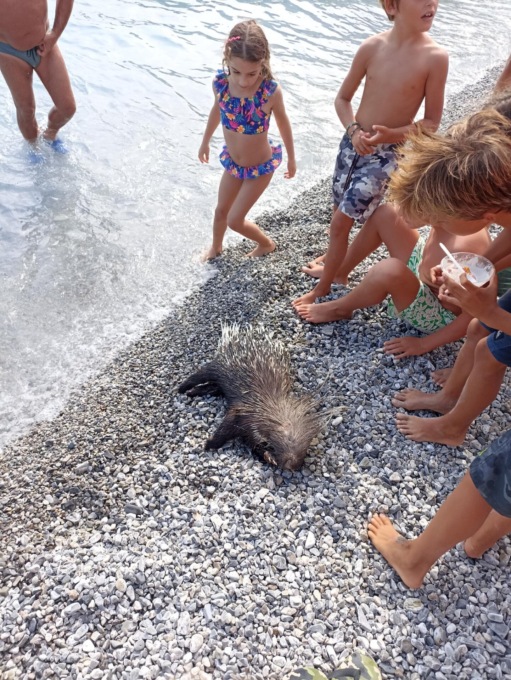 Sulla spiaggia di Moneglia arriva…un istrice