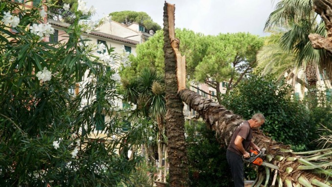 A Santa un pezzo di albero crolla su anfiteatro Bindi