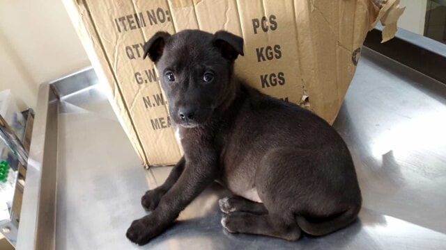 “L’amico del cane e affini”, l’appello ai 7 candidati sindaco di Sestri Levante