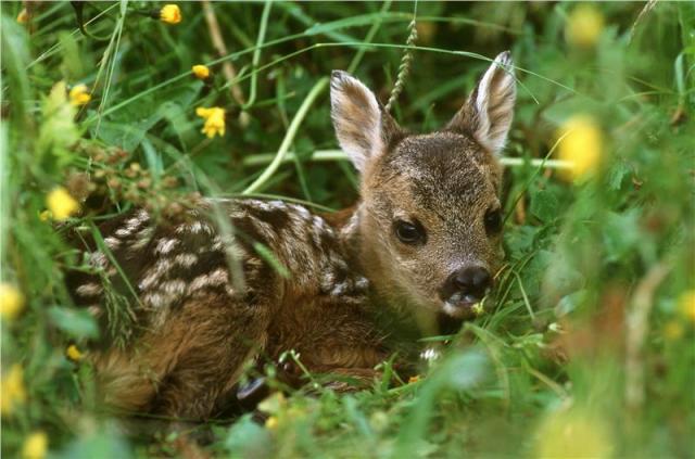 Cucciolo di capriolo incastrato nelle reti per olive
