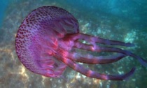 Occhio alla velenosa Medusa luminosa avvistata sulle nostre coste