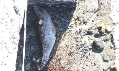 Carcassa di delfino sulla spiaggia di Rapallo